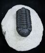 Jet Black Phacops Trilobite From Morocco #1909-2